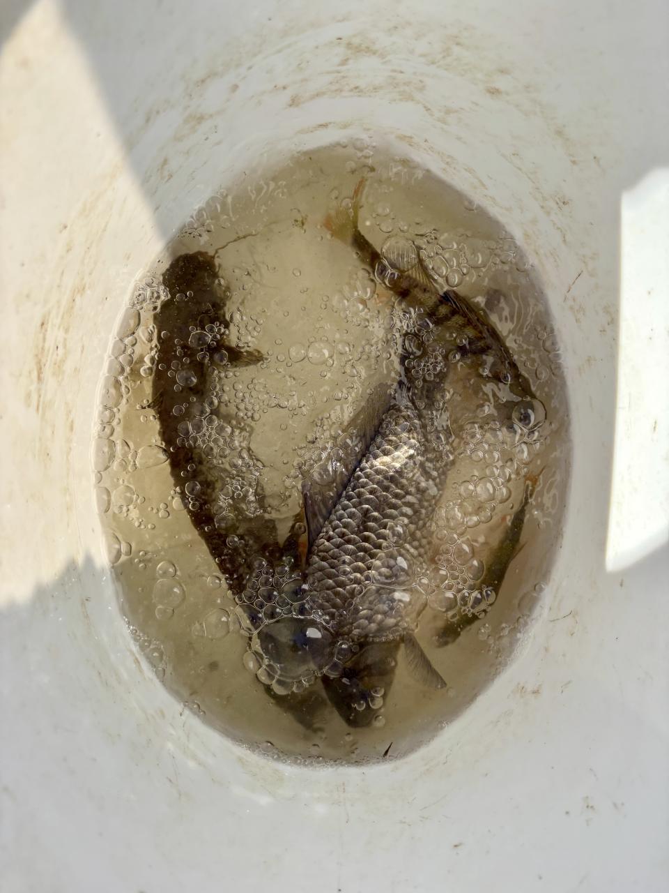 CS 13 08 2025 Fluss Fische nah