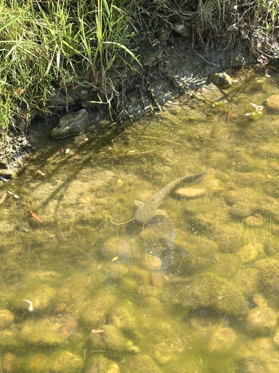 CS 13 08 2025 Fluss Wels in kleinem Becken