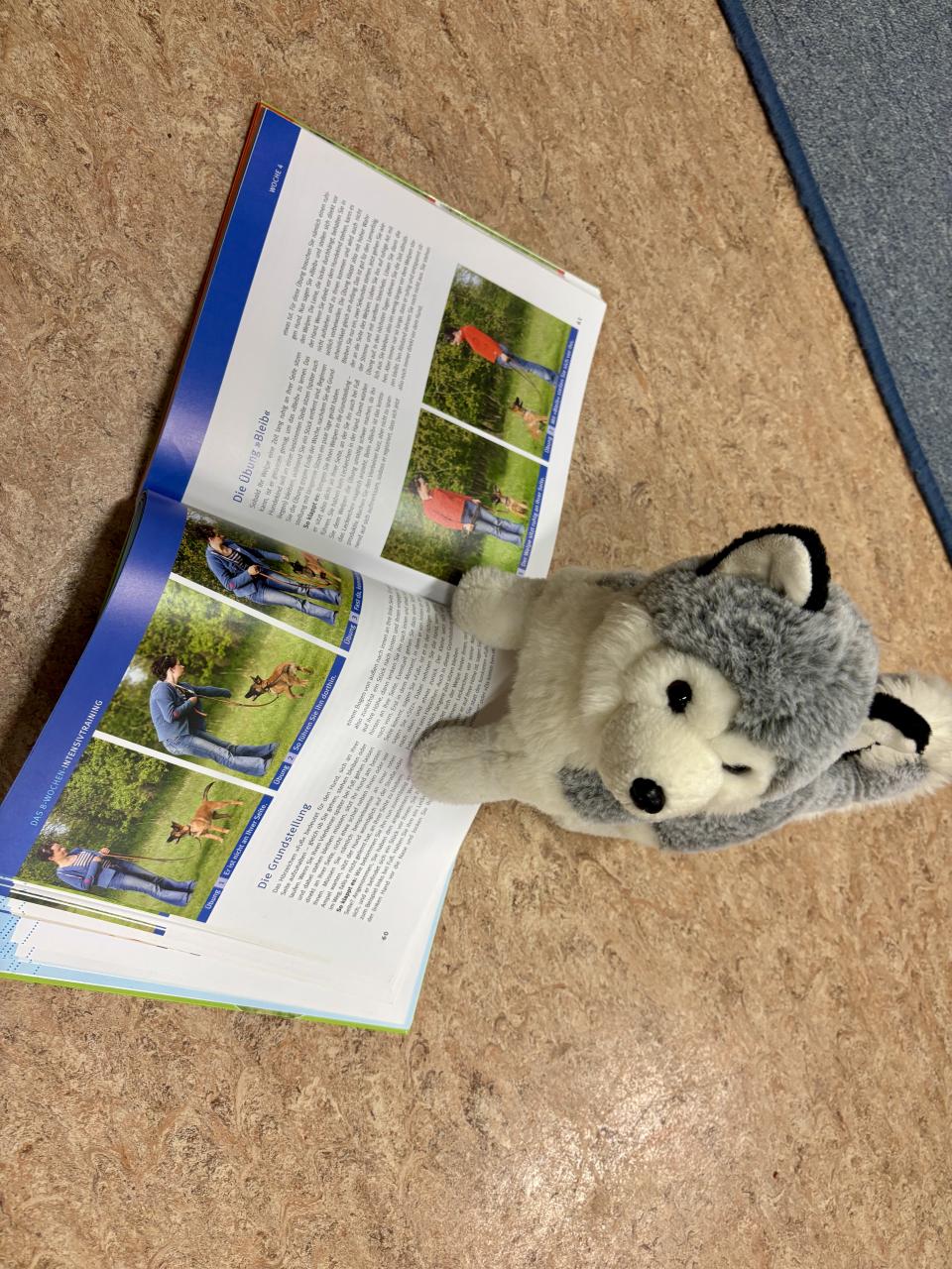 Kuscheltierübernachtungsparty Husky liest ein Buch über Welpenerziehung