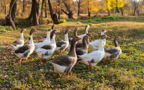 Gänse auf Wiese herbstlich