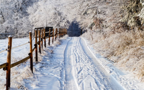 Winterlandschaft, Weg, Reifenspuren, Wald, Foto
